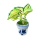 Dolls House Coleus Plant in Blue Delft Pot Living Room Ornament 1:12 Accessory